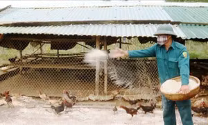 Các địa phương giám sát, phòng chống dịch bệnh cho đàn gia súc, gia cầm