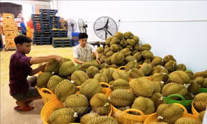 5 mặt hàng nông sản, thực phẩm thuộc diện kiểm soát của EU