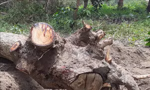 Quần thể gỗ hương quý hiếm ở Gia Lai bị xâm phạm