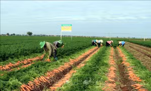 Hải Dương xuất khẩu 250 tấn cà rốt đầu tiên của năm 2022