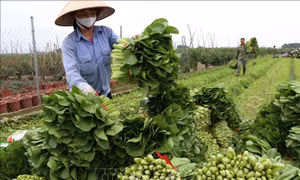 Bắt nhịp xu thế nông nghiệp xanh