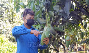 Phát triển vùng Trung du và miền núi Bắc bộ: Kết nối, tiêu thụ xoài và các loại trái cây  