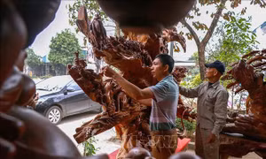 Gìn giữ và phát triển nghề chế tác gỗ lũa, đá cảnh