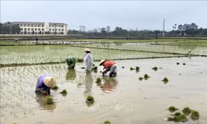Thanh Hóa: Tập trung đưa nước tới chân ruộng 
