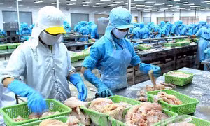 Mỹ áp đặt quy định khắt khe với cá da trơn