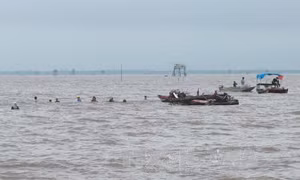 Hải Phòng 'xóa' vùng nuôi ngao tự phát, trả lại ngư trường truyền thống 