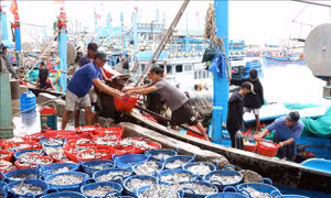 Ngư dân Ninh Thuận trúng lớn vụ cá Nam