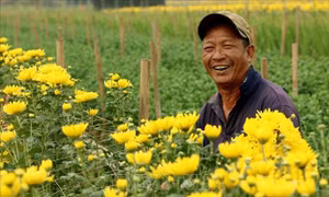 Làng hoa Mỹ Tân rộn ràng vào vụ Tết
