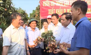 Hải Dương xuất lô vải đầu tiên đi Singapore, Mỹ, Australia trong năm 2020