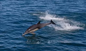 Cảnh báo nguy cơ tuyệt chủng loài cá heo vaquita