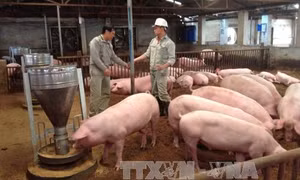 Giá lợn ở Đồng Nai tăng rồi lại giảm