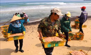 Ngư dân Quảng Ngãi trúng mùa ruốc biển