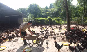 Giá gà ta giảm mạnh, nhiều trang trại ngưng nuôi vụTết