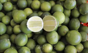 Giá chanh tăng cao trong mùa nắng