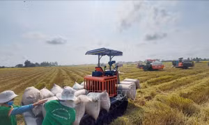 Nông dân An Giang được mùa, trúng giá vụ lúa Đông Xuân