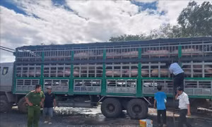 Bắt quả tang 3 xe tải vận chuyển 531 con lợn nhập lậu về Việt Nam