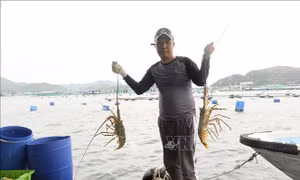 Những ông chủ tôm hùm giàu có tại Khánh Hòa