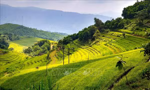 Tạo đột phá từ lợi thế ruộng bậc thang Miền Đồi 