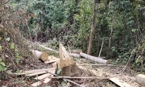 Xử phạt đối tượng dùng cưa xăng phá rừng ở Mường Nhé