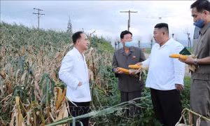Đảng Lao động Triều Tiên họp bàn về khắc phục hậu quả do bão Maysak