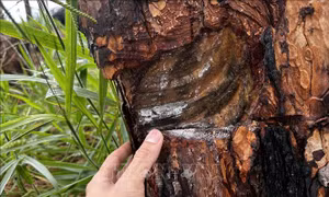 Vụ đầu độc rừng thông ở Lâm Đồng: Thành lập các đội tuần tra, bảo vệ rừng