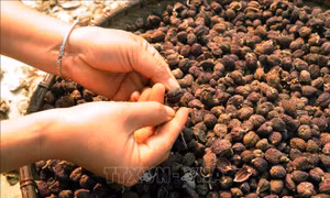 Tìm đầu ra cho sản phẩm sa nhân tím