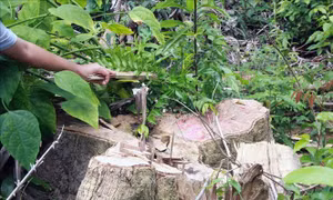Khởi tố, bắt tạm giam thêm một đối tượng phá rừng giáp ranh tại Phú Yên