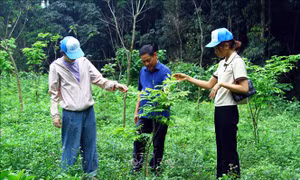 Nỗ lực phục hồi rừng từ trồng cây bản địa
