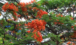 Đẹp thêm những ngôi trường với những cây phượng vỹ được bảo đảm an toàn 