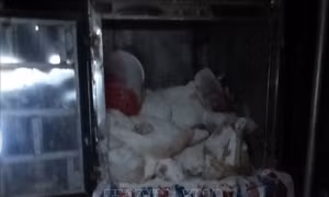 Đắk Nông: Phát hiện vụ mổ lợn đã chết, thịt bốc mùi hôi thối