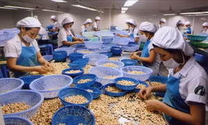 Việt Nam - Tây Phi hợp tác đầu tư, kinh doanh ngành điều