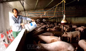Đẩy mạnh tái đàn lợn an toàn để bù đắp thiếu hụt nguồn cung