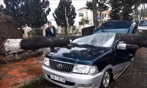 Mưa lớn kèm gió giật, cây đổ đè bẹp xe ô tô đậu bên đường