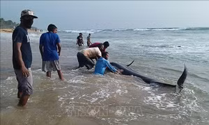 Sri Lanka nỗ lực cứu hộ hàng trăm cá voi hoa tiêu mắc cạn