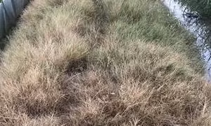 Colombia 'bật đèn xanh' cho việc sử dụng lại thuốc diệt cỏ glyphosate sau một thập kỷ