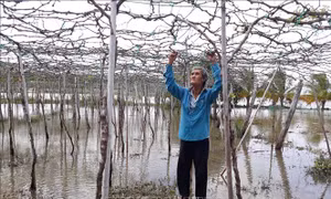 Ngập úng lâu ngày, nho thối rữa, người trồng lo trắng tay vụ này