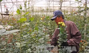 Giá hoa hồng Đà Lạt bất ngờ tăng 2 - 3 lần trước dịp 20/10