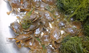 Trà Vinh thả nuôi gần 127 triệu con cua biển giống