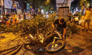 Hà Nội: Kịp thời cứu thoát một người bị cây đổ đè trúng