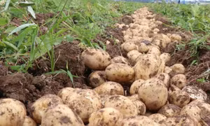 Mỹ phát triển giống khoai tây chịu nhiệt giúp ứng phó biến đổi khí hậu 