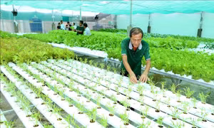 Đưa phụ phẩm nông nghiệp thành nguồn nguyên liệu tái tạo, hướng đến nông nghiệp xanh