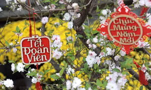 TẾT… LÀ THẤY HẾT