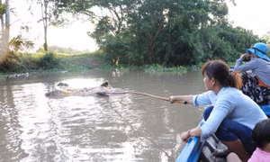 Lợn bệnh chết bị vứt trôi sông, nguy cơ lây lan dịch bệnh ở Bến Tre