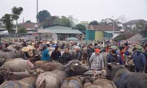 Nhộn nhịp chợ trâu, bò lớn nhất vùng Bắc Trung bộ