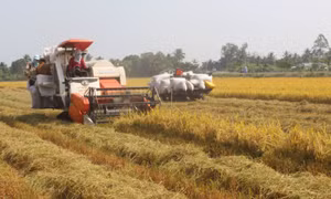 Long An phát triển vùng trồng lúa chất lượng cao