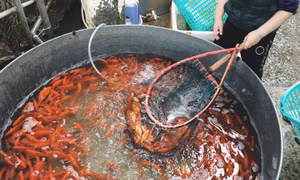 Đỏ rực chợ đầu mối cá chép cho ông Công, ông Táo chầu trời