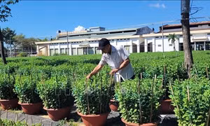 Người trồng hoa Tết lo lắng sức tiêu thụ