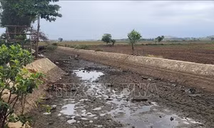  Nhiều nơi ở Bà Rịa-Vũng Tàu chưa xuống được giống vụ lúa Hè Thu do thiếu nước