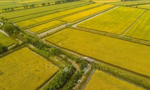 Vùng căn cứ cách mạng bứt phá từ mô hình tôm - lúa
