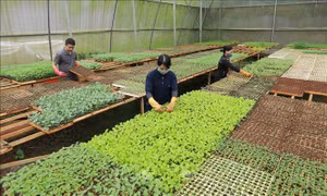 Đắk Lắk quy hoạch 30% diện tích gieo trồng rau an toàn đến năm 2030